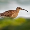 Koliha mala - Numenius phaeopus - Whimbrel o1325